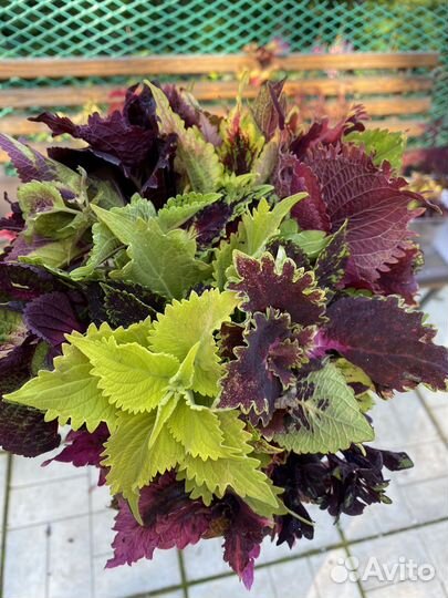 Колеусы. Набор