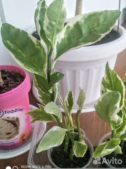 Нарядный Педилантус вариегатный