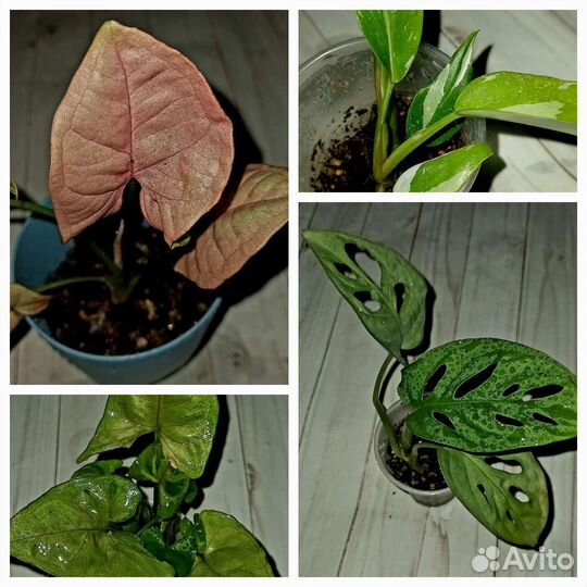 Коллекционные комнатные растения