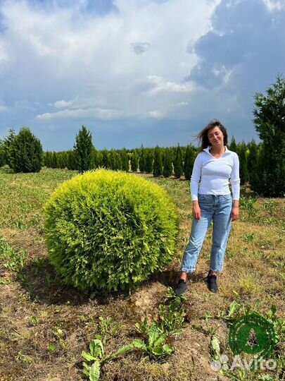 Туи шаровидные