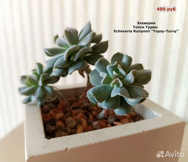 Суккуленты в керамике, красивые на подарок