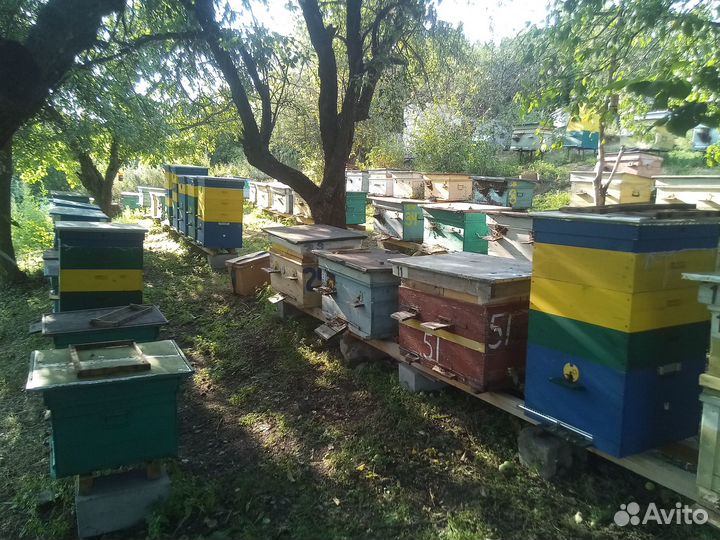 Продам мёд майский и разнотравие со своей пасеки