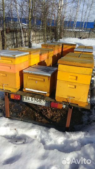 Пчелы,пчелоприцеп,пасека,прицеп с пчелами
