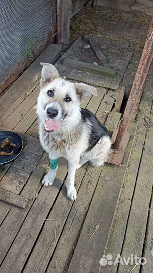 Собака в добрые руки