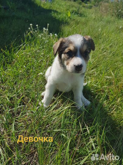 Красотка в добрые руки