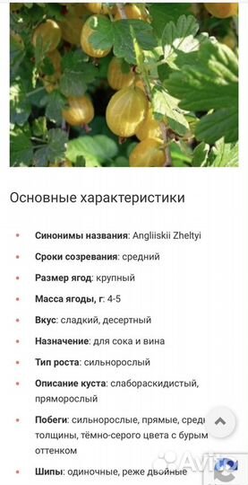 Саженцы крыжовника сорт Английский желтый