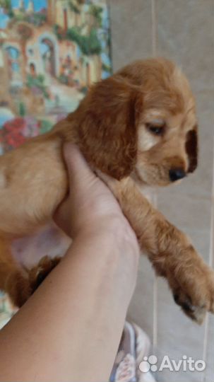 Щенки, Английский кокер спаниель