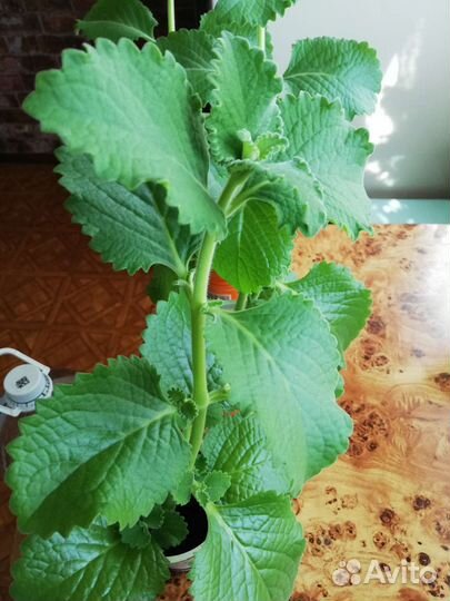 Мята домашняя