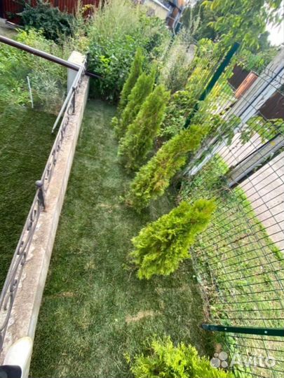 Рулонный газон для небольшого участка