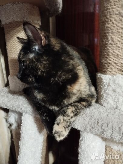 Кошка Гера в добрые руки