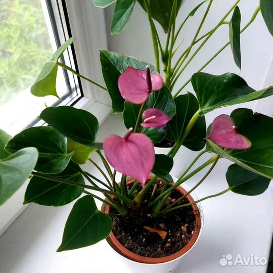 Антуриумы сортовые