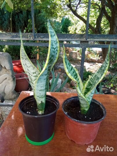 Сансевиерия Трехполосная (Тещин язык)