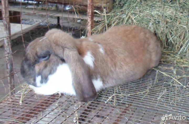 Крол(самец) пароды французский баран голубой. Круп