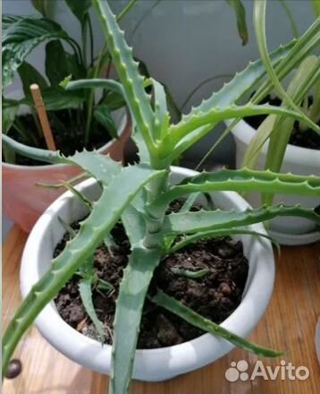 Алоэ столетник