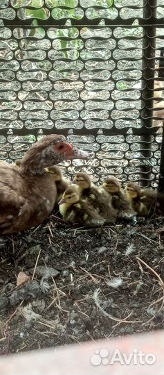 Утки красные