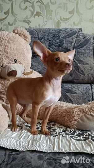 Мини той-терьер щенки