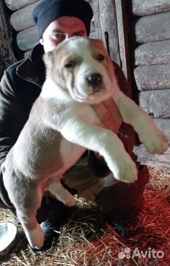 Продаются щенок Алабая. Все вопросы по телефону