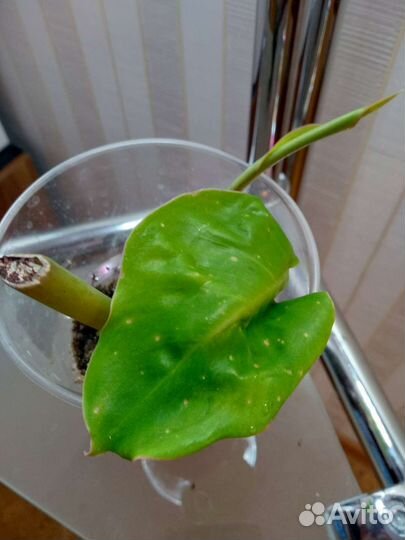 Карамель крем Джанг февер вар и другие