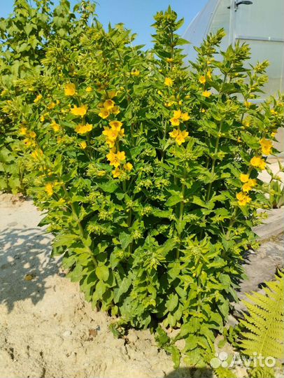 Цветы многолетние