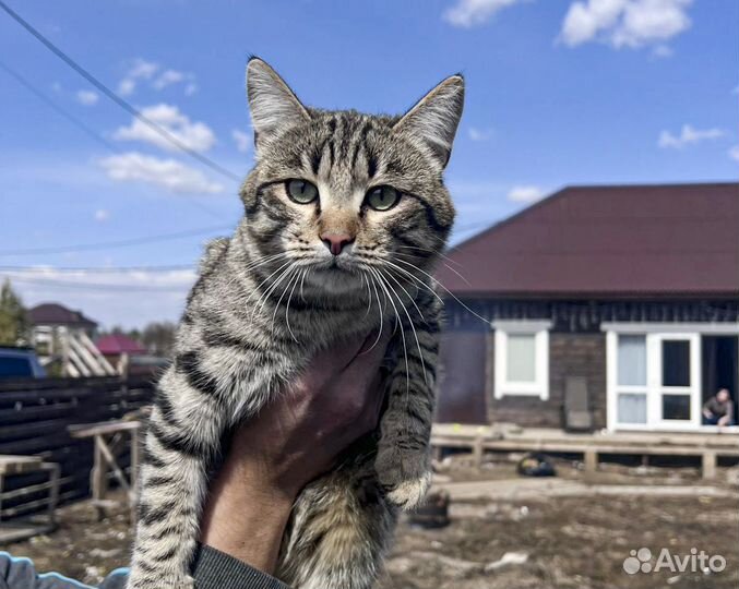 Мурзик - котик, кастрат, привитый в хорошие руки