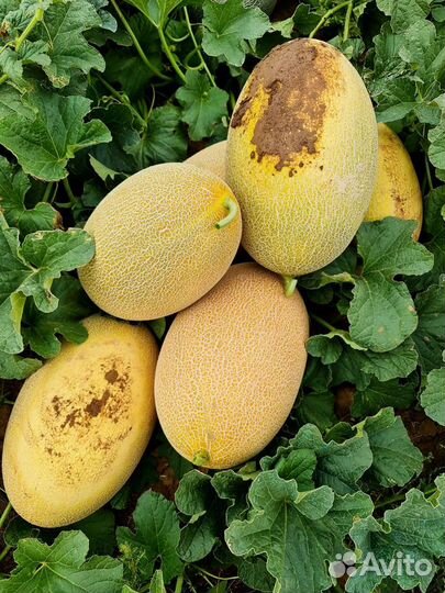 Продукты питания оптом