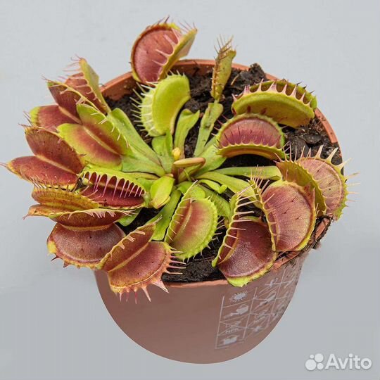 Грунт для хищных растений венерина мухоловка