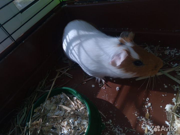 Морские свинки