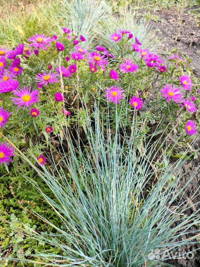 Овсяница Сизая