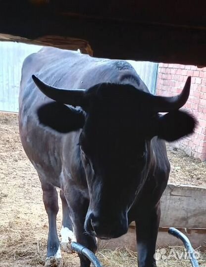 Продам телок