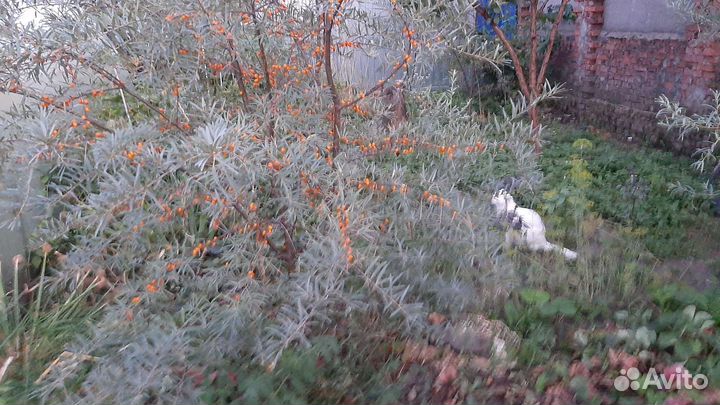 Саженцы облепихи