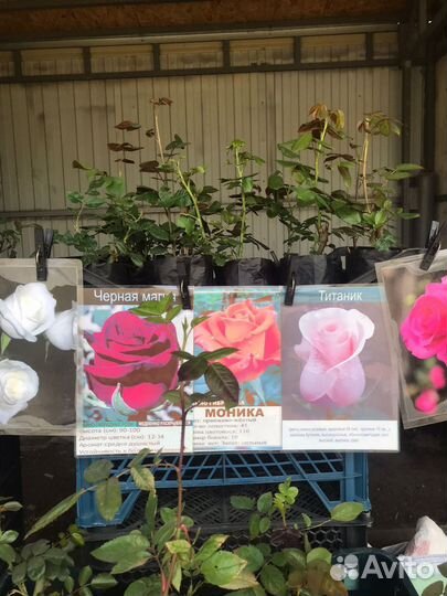 Кустовые розы саженцы