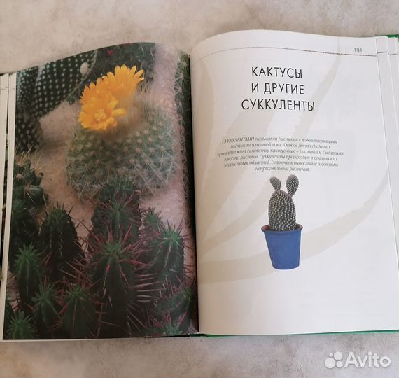 Комнатное цветоводство / комнатные растения