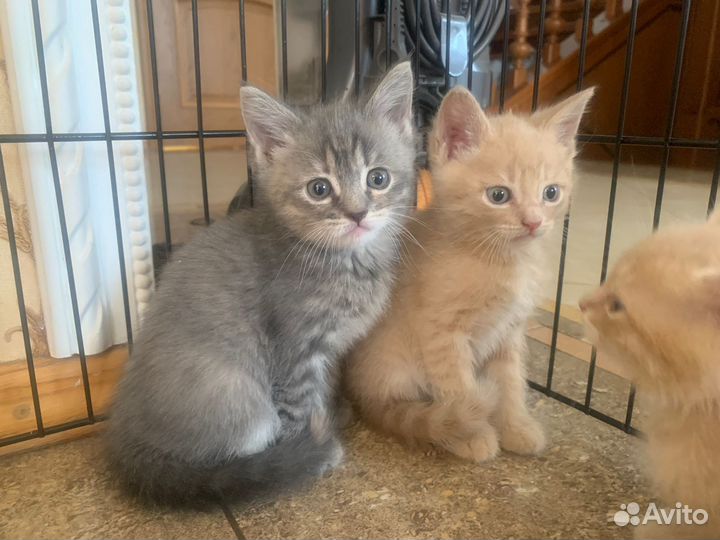 Котята в добрые руки