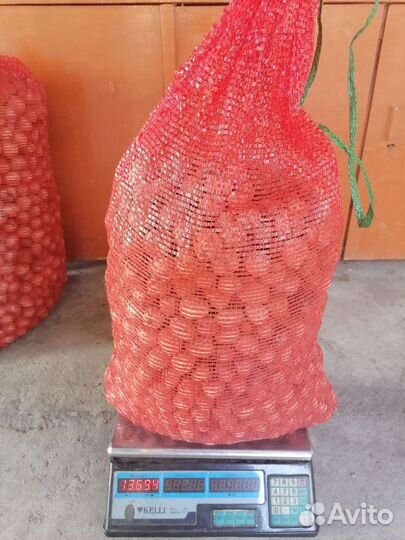Грецкий орех этого года