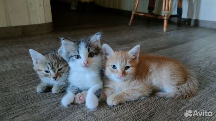 Очаровательные котята