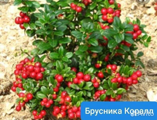 Клюква крупноплодная 5сортов, брусника Коралл