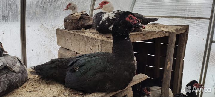 Инкубационное яйцо индоутки