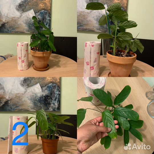 Комнатные растения