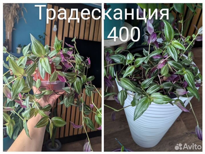 Традесканция