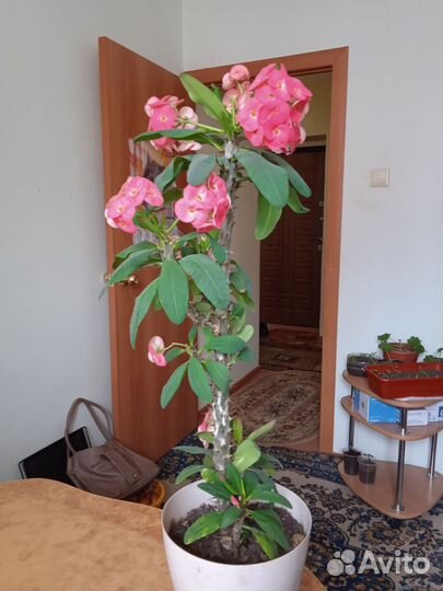 Молочай миля крупноцветковый