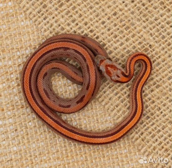 Маисовый полоз