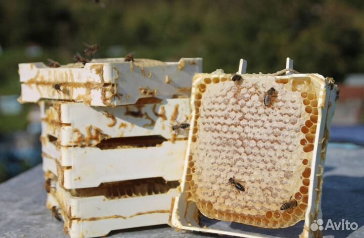 Мед натуральный из Алтая оптом