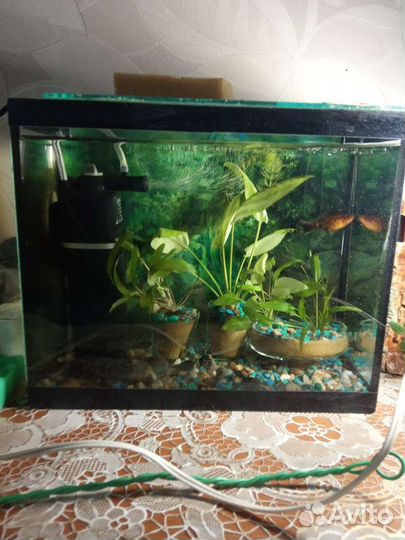 Аквариум