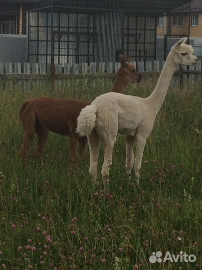 Альпаки