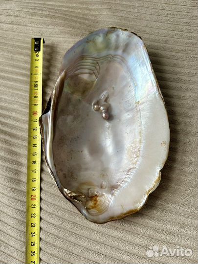 Натуральная раковина молюска с 3 жемчужинами