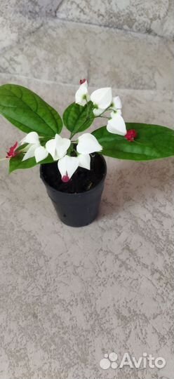 Клеродендрум