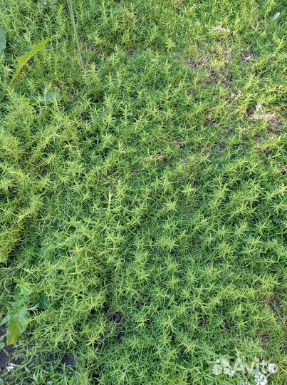 Флокс шиловидный