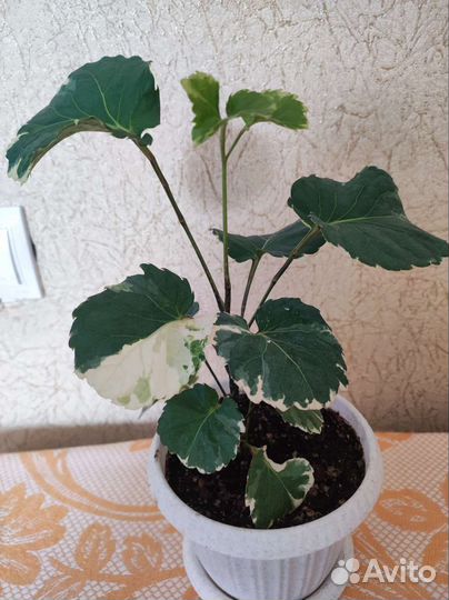 Монстера манки