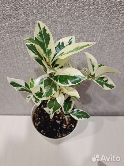 Фикус Альба