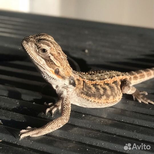 Малыш бородатой агамы